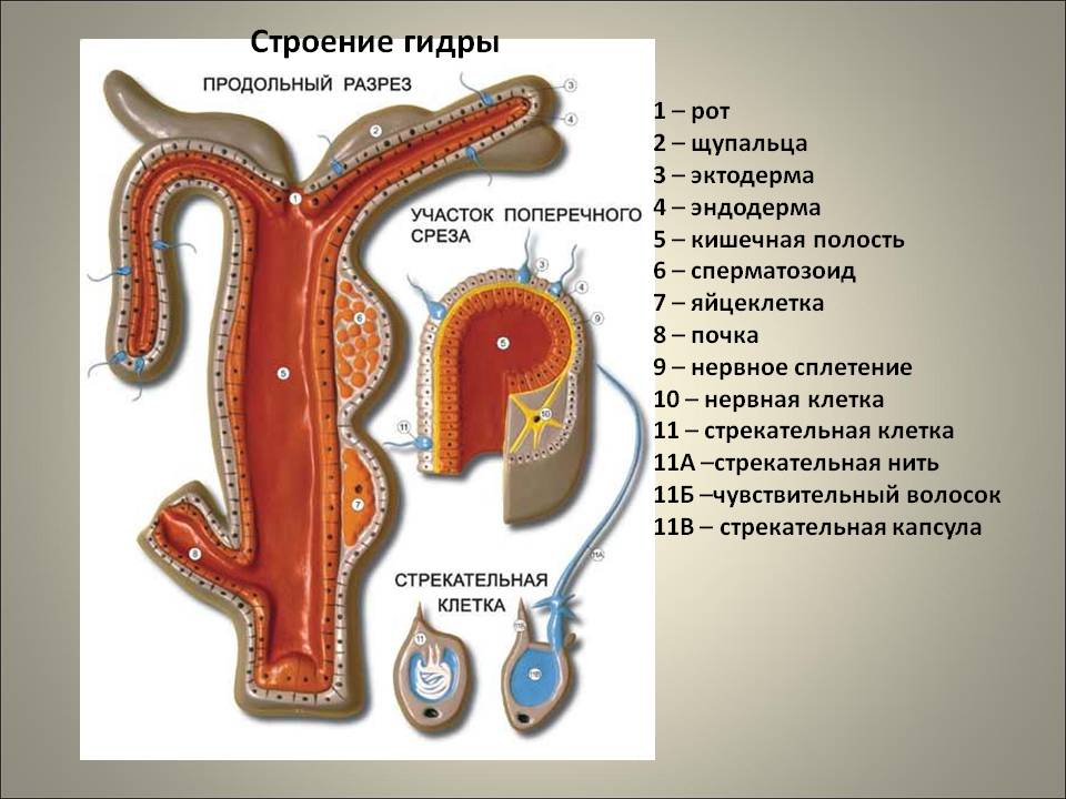 Кракен ссылка стор